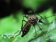 Judiciário catarinense alerta para o momento de alto risco de transmissão de dengue em SC